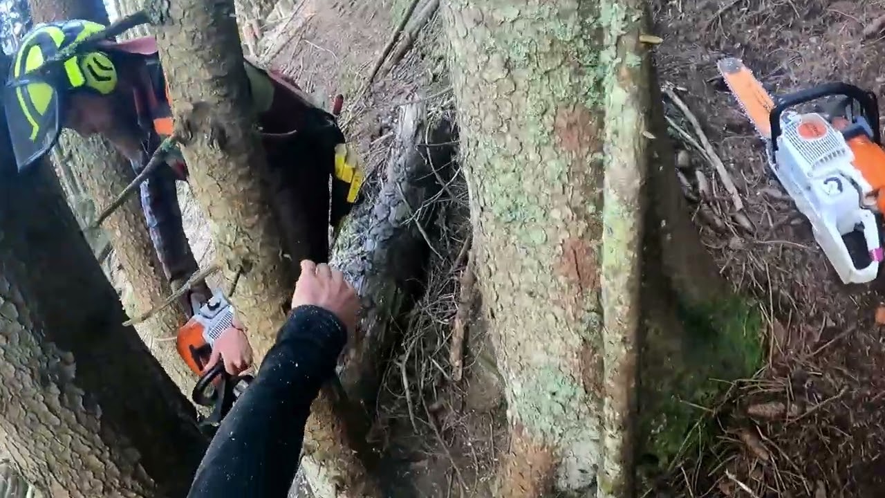 Holzfällen für Seilbahn / MS 400c