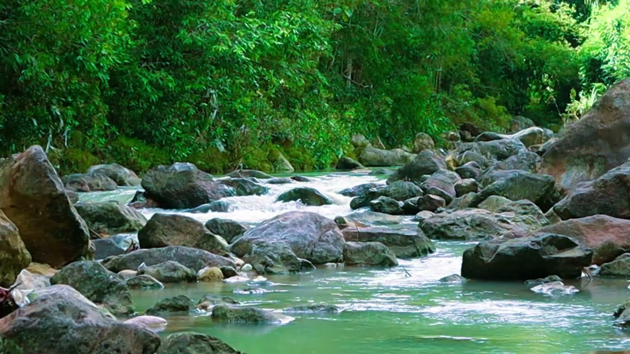 Silent Forest & Clear Flowing River #RelaxingSounds