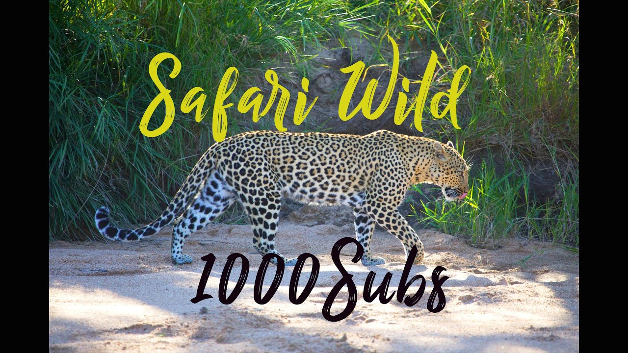 SAFARI WILD Prt1   4K THORNYBUSH GAME RESERVE Greater KRUGER NATIONAL PARK Luxury Safari