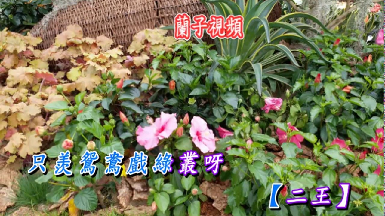 風流夢伴唱音樂12-5- 9 x264