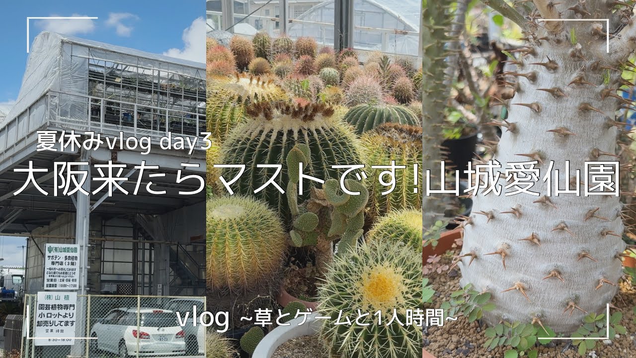 vlog | 夏休み 塊根､サボテンのパラダイスでした 山城愛仙園 最終日