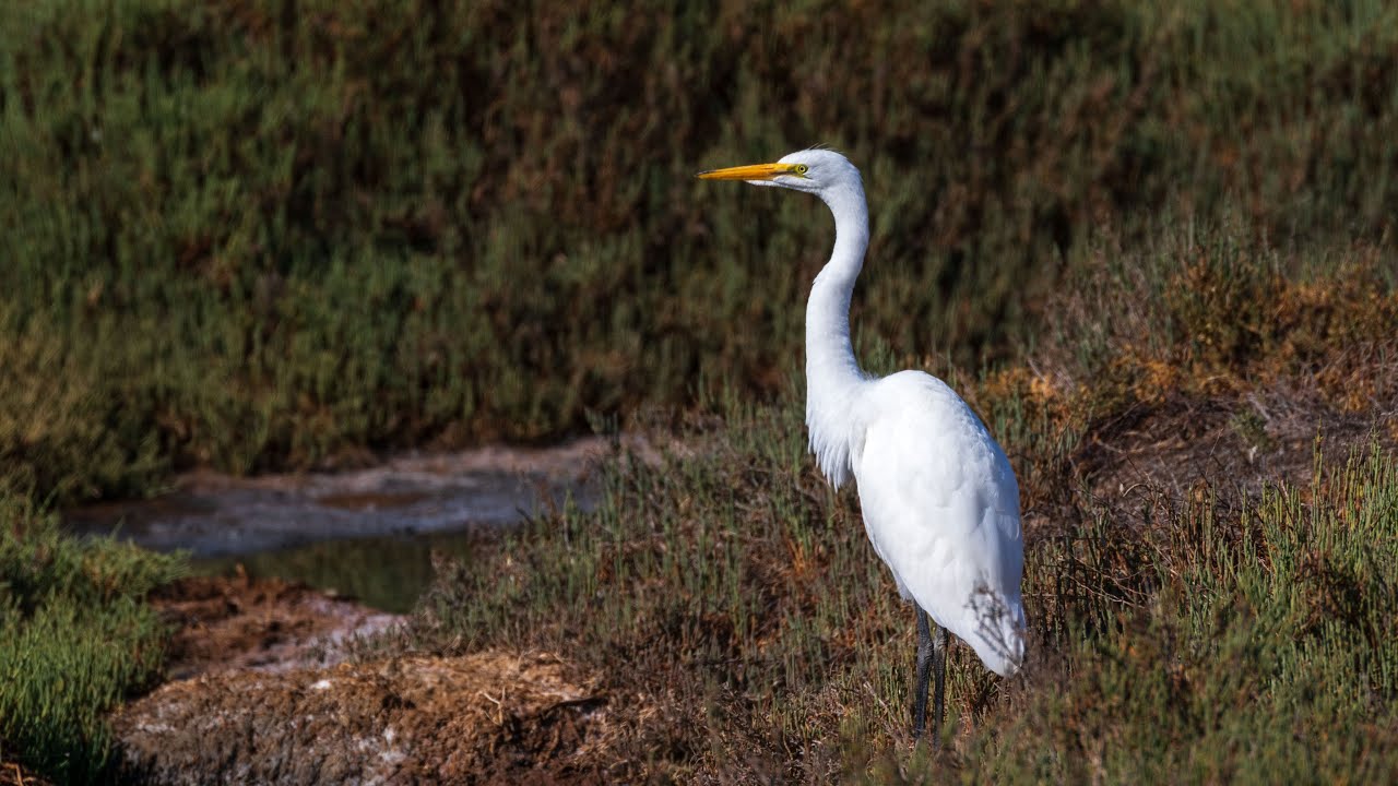 Nature Walk - Don Edwards Wildlife Refuge
