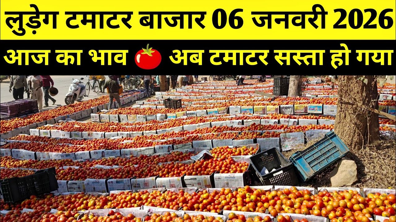 लुड़ेग टमाटर बाजार 6 जनवरी 2026 आज का भाव #tamatar #लुड़ेग #pathalgaon #ludeg_tamatar_bajar #ret 
