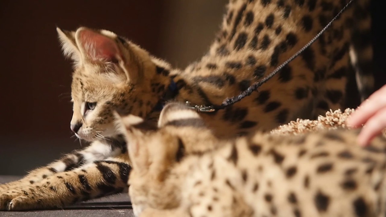 Explore Your Wild Side at the Southeastern Wildlife Exposition