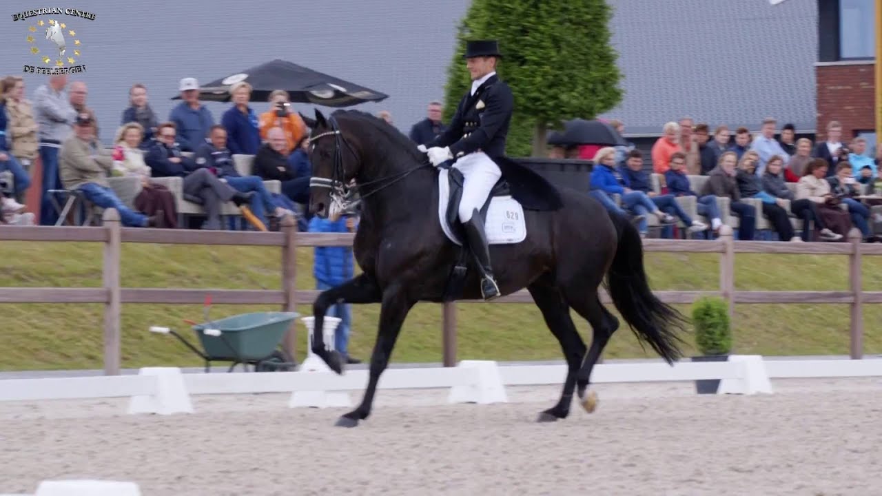 Dressage Subtop - Edward Gal - Glock's Zonik (v. Blue Horse Zack) stallion