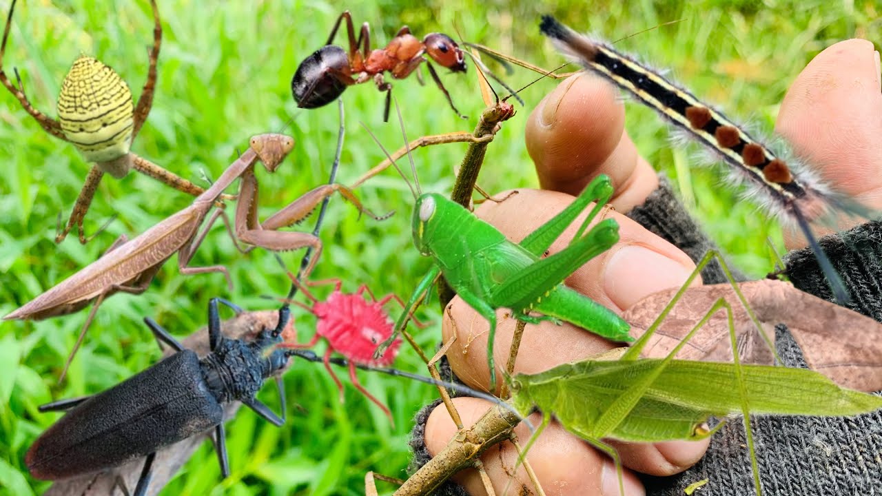Hunt stick insects and catch several other insects‼️