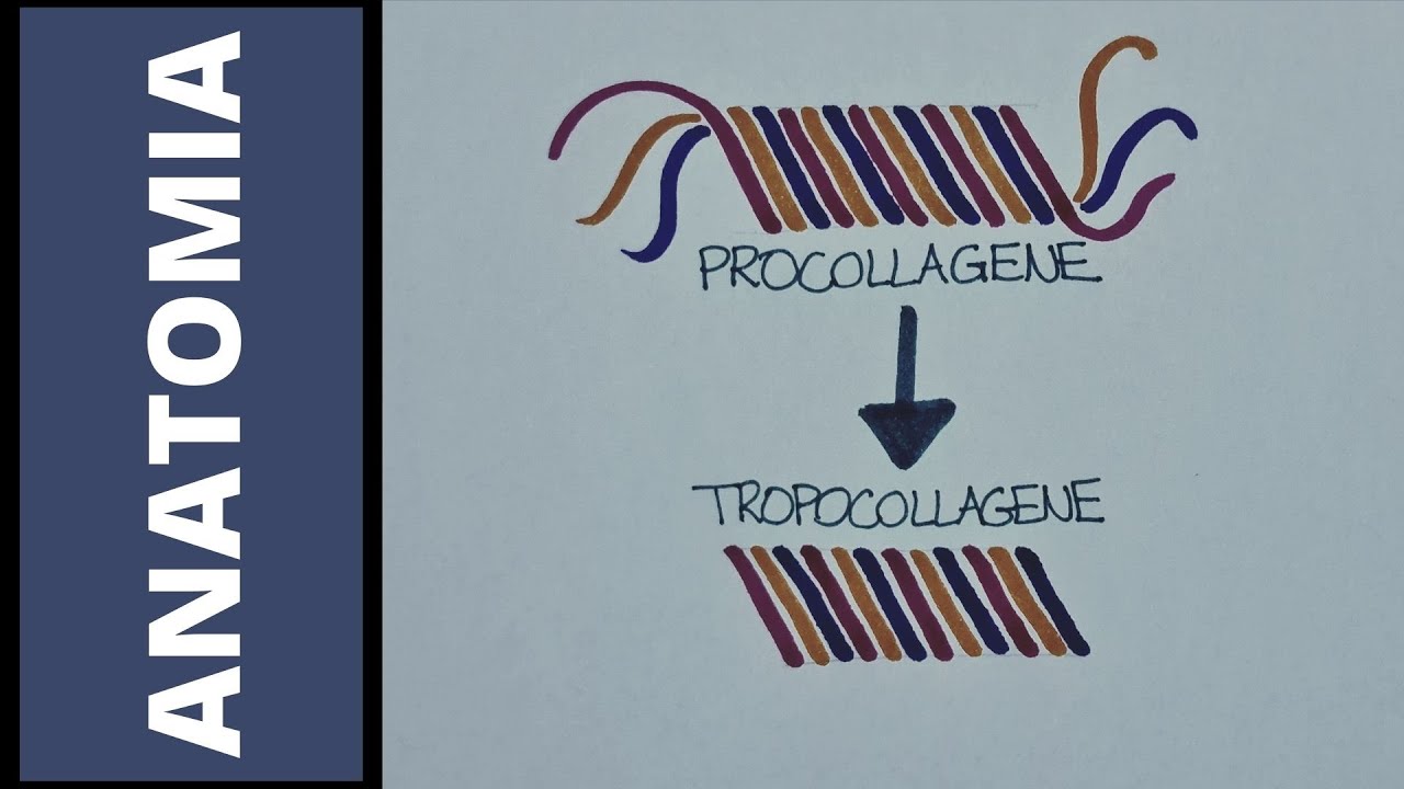 Tessuto connettivo propriamente detto