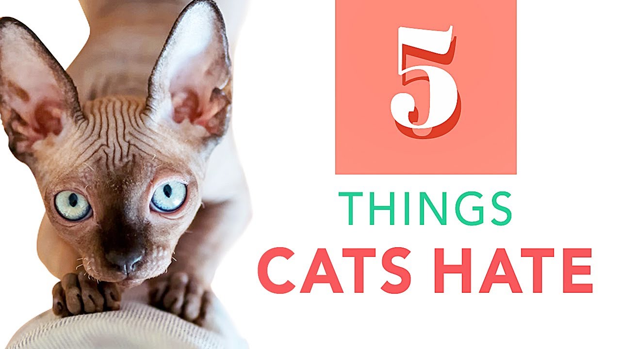 5 THINGS CATS HATE | CATS 101