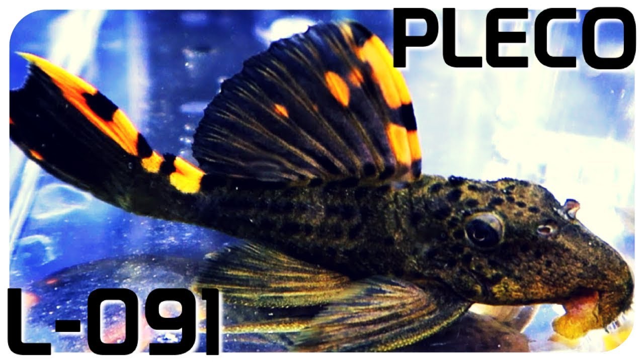 Three Beacon Pleco L-091 Care Guide
