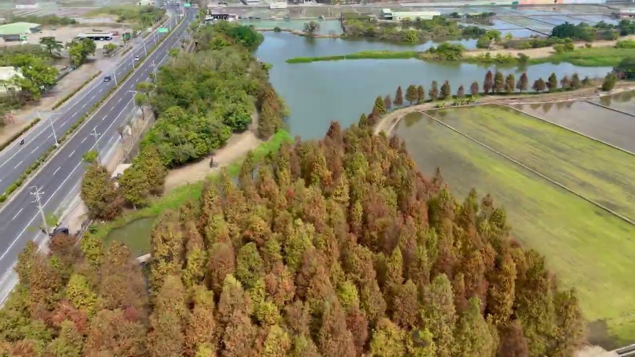 2026六甲落羽松