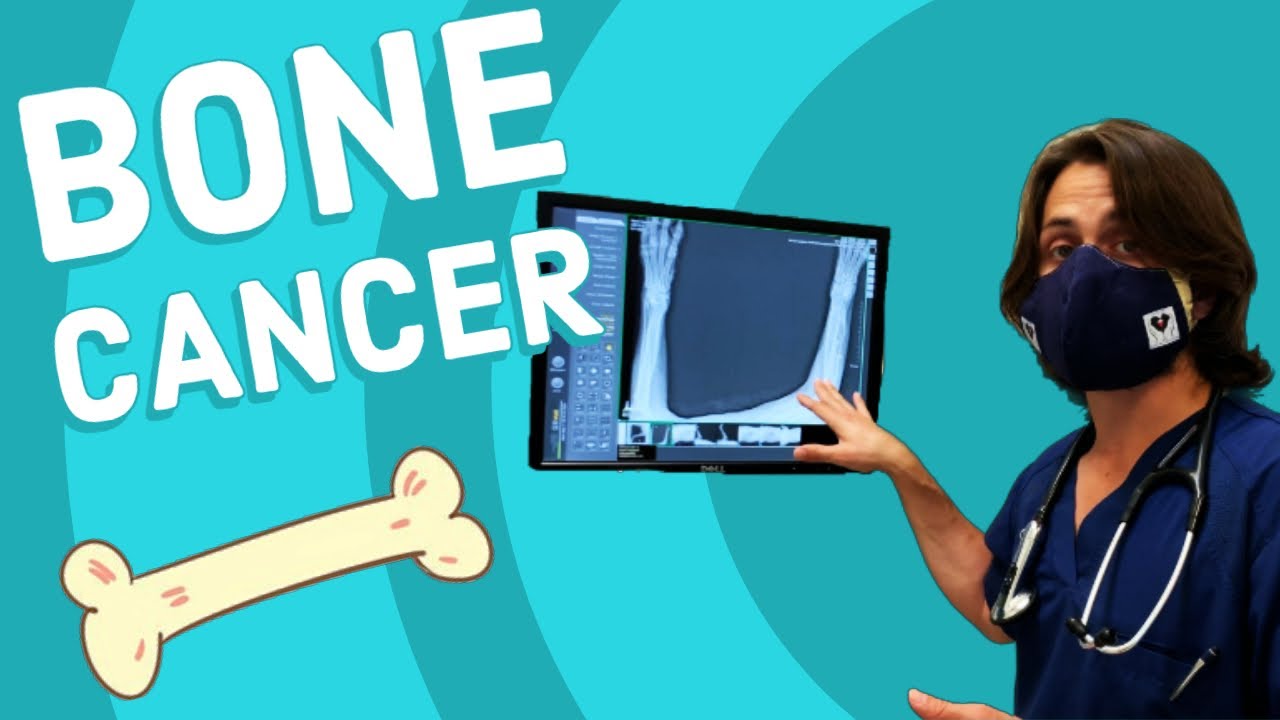 Bone Cancer in Dogs | Osteosarcoma