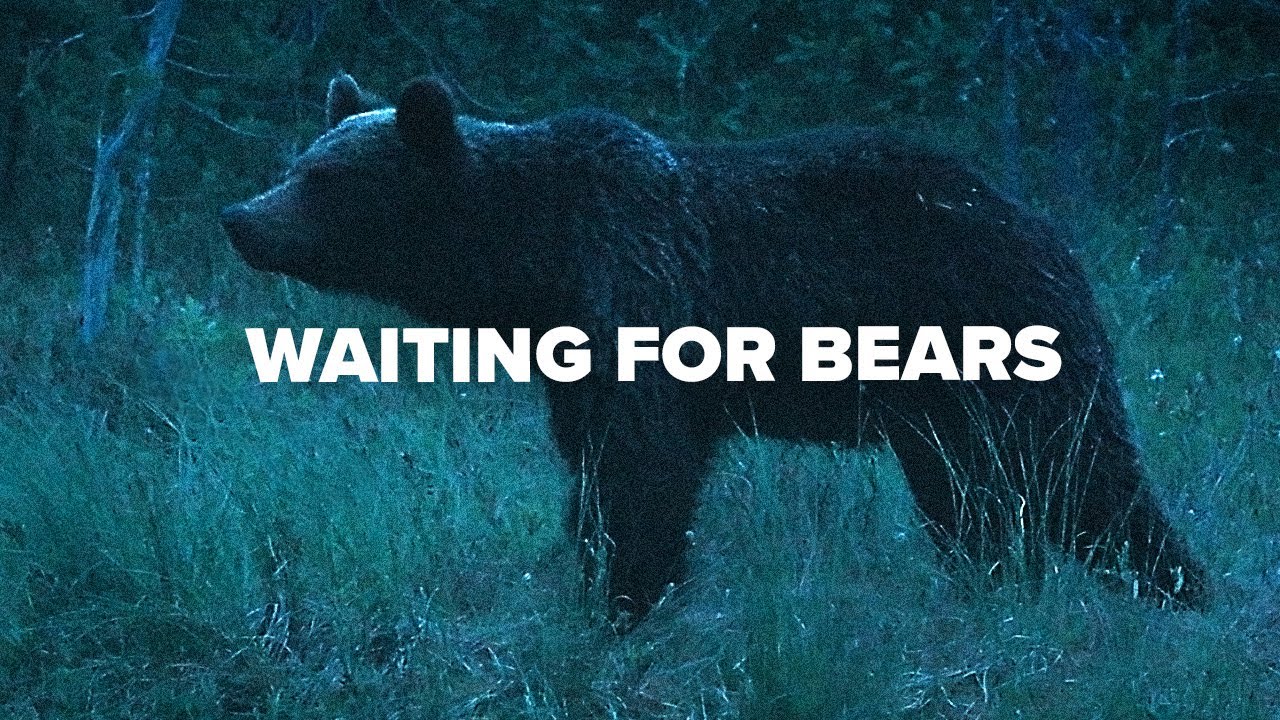 Was it a dream? | Cinematic short film | Wildlife photography