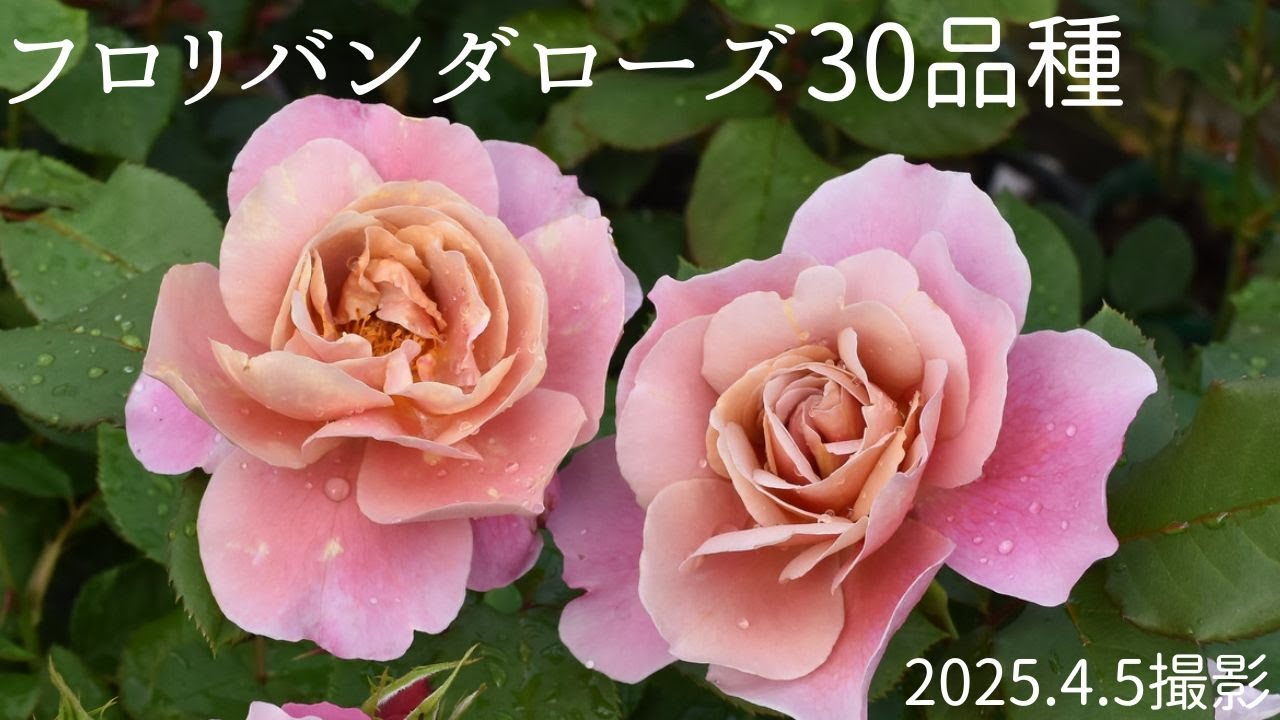 【4K】2025年4月5日　新苗生産温室　フロリバンダローズ30品種