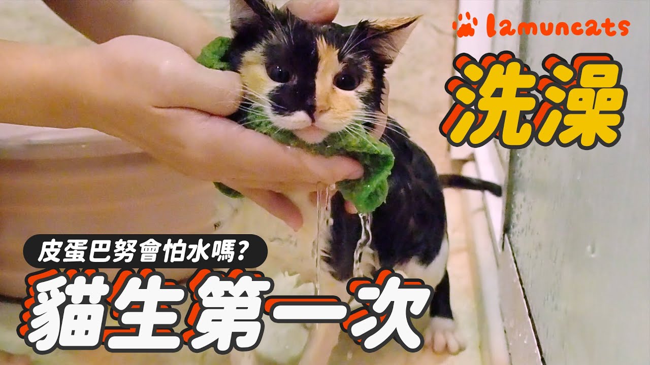 奶貓洗澡反應如何？貓奴最痛苦的事情┃拉姆有幾噗 ♧