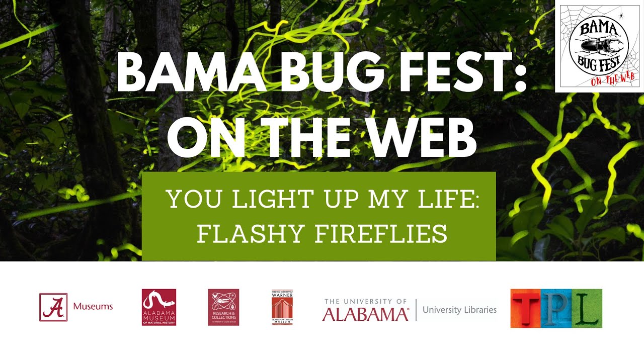 Bama Bug Fest: On the Web - You Light Up My Life (Flashy Fireflies)