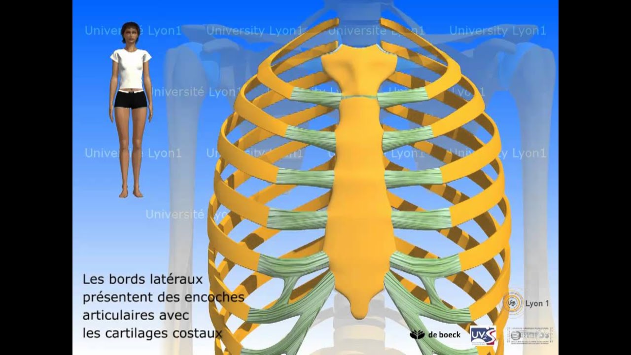 Le sternum