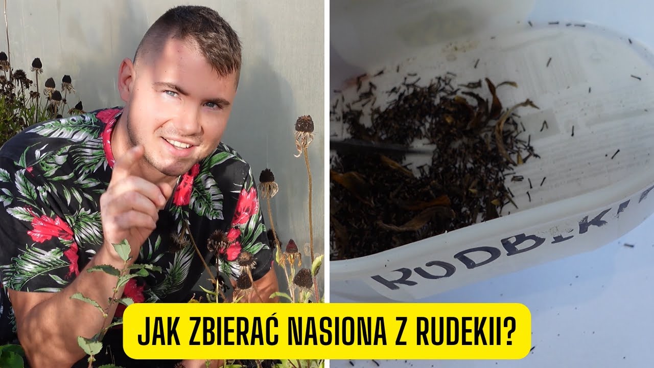 Jak rozmnażać Rudbekie z nasion? Kiedy i jak zbierać nasiona Rudbekii?