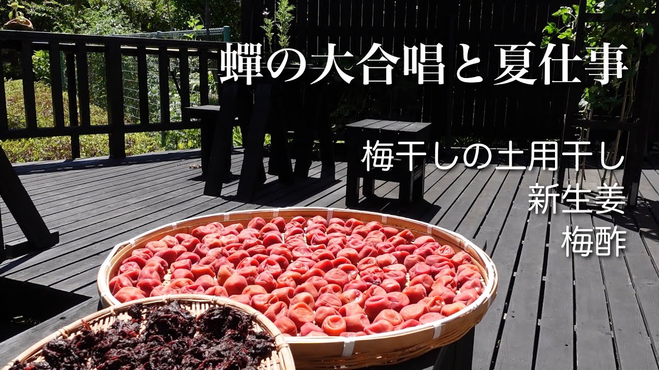#33【50代 食Vlog】真夏の季節しごと、梅干し土用干し｜新生姜で美味しい三品（炊き込みごはん、しば漬け、紅しょうが）｜赤紫蘇ジュース