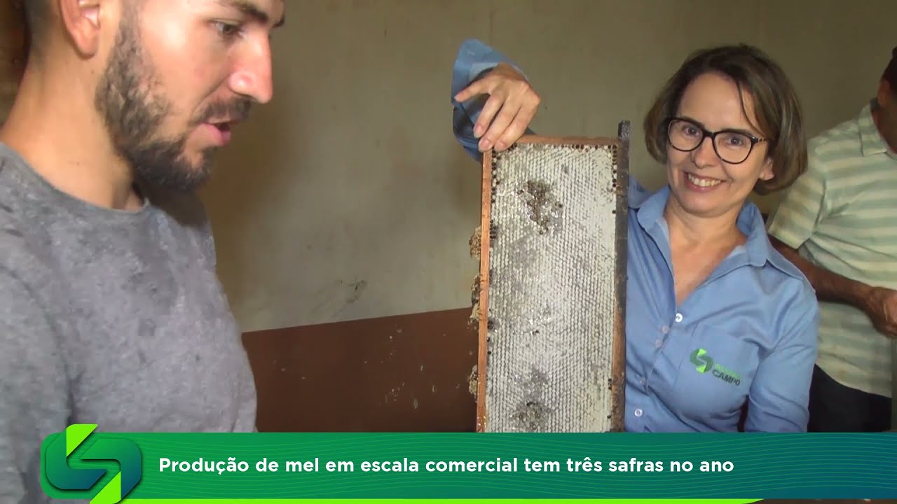 Produção de mel em escala comercial tem três safras no ano