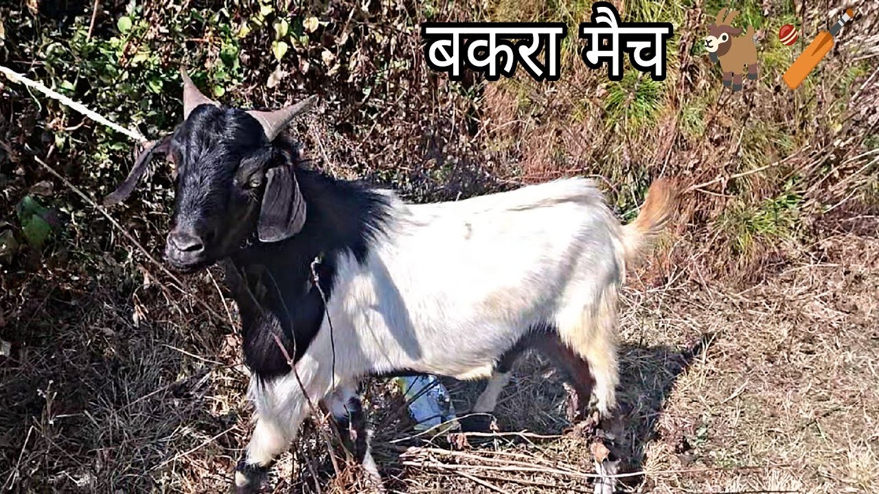 बकरा मैच खेलने गए बडसुडी ग्राउंड में ( कल्जीखाल )  🐐🏏  #vlog                         