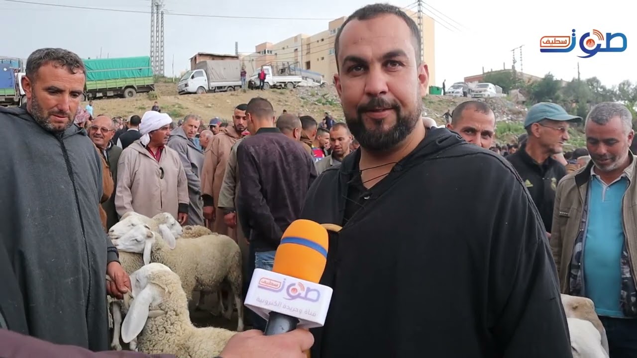 سطيف سوق المواشي بني فودة ، لا بيع لا شرا ، السماسرة يبيعو لبعضاعهم