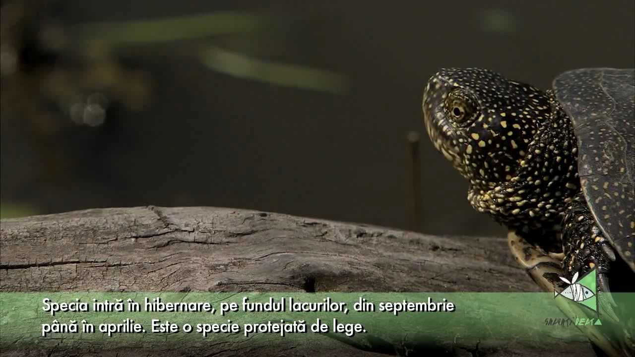 Testoasa de apa (Emys orbicularis)