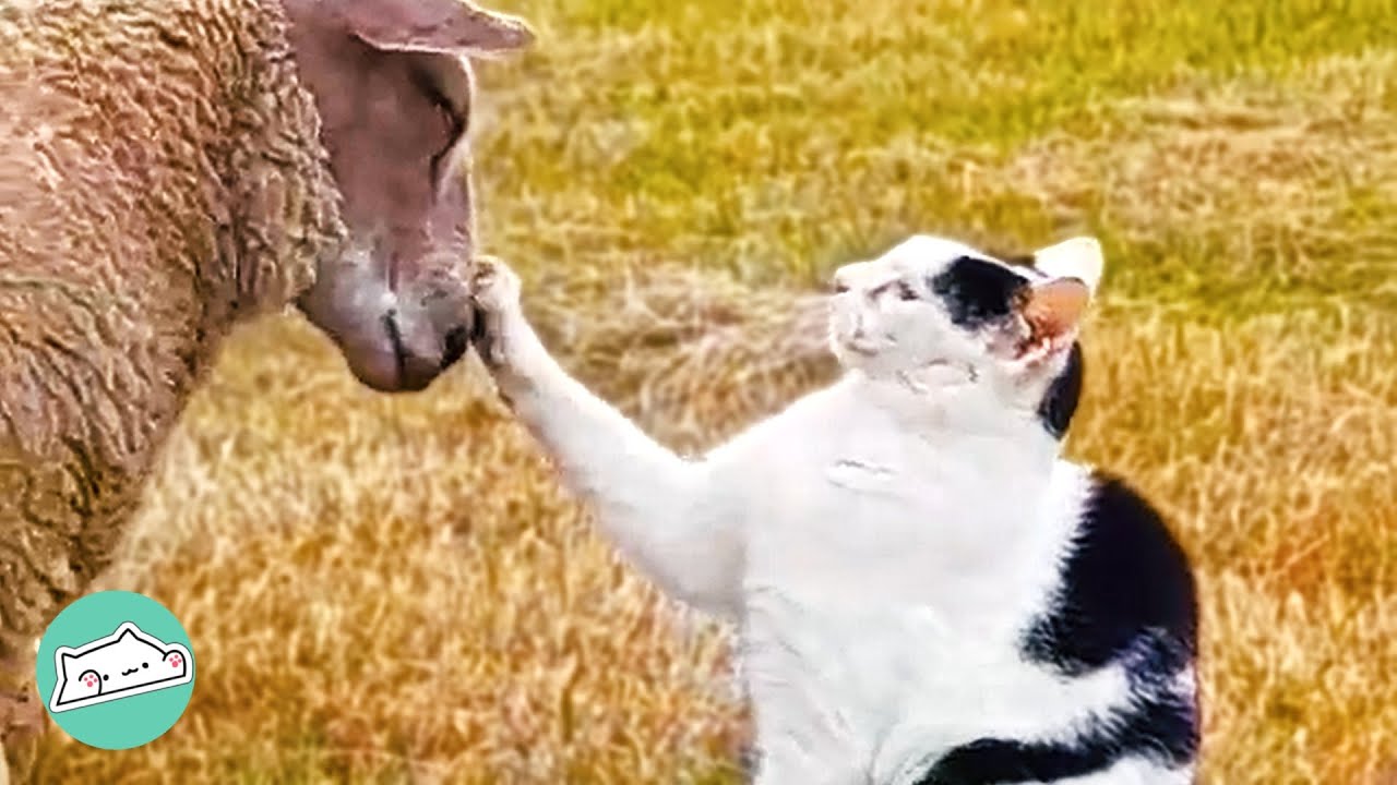 Rescue Farm Cat Becomes One of the Lambs | Cuddle Friends