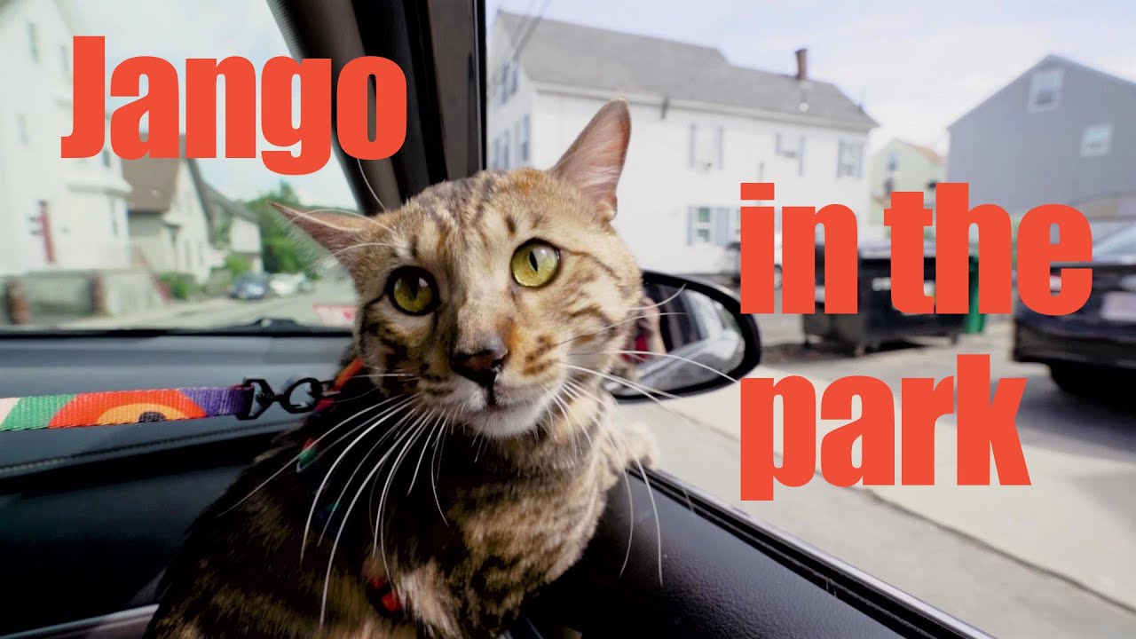 Bengal Cat Goes Out for a Walk