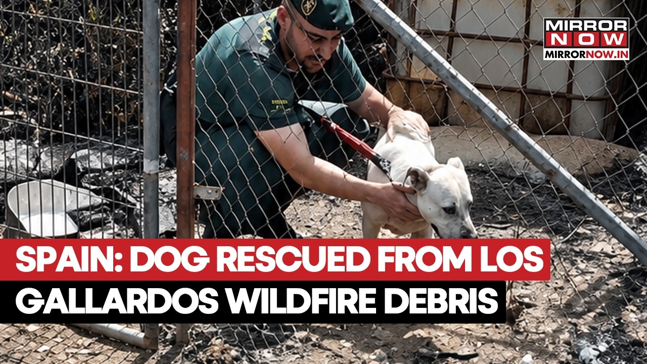 Spain's Search Team Rescues Dog Trapped In Wildfire Debris During Operation In Los Gallardos