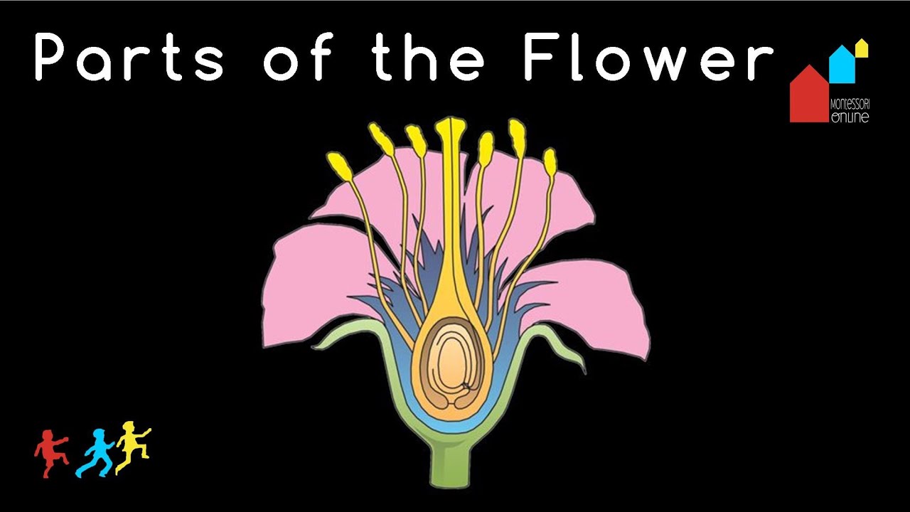 Montessori Botany Nomenclature : Parts of the Flower
