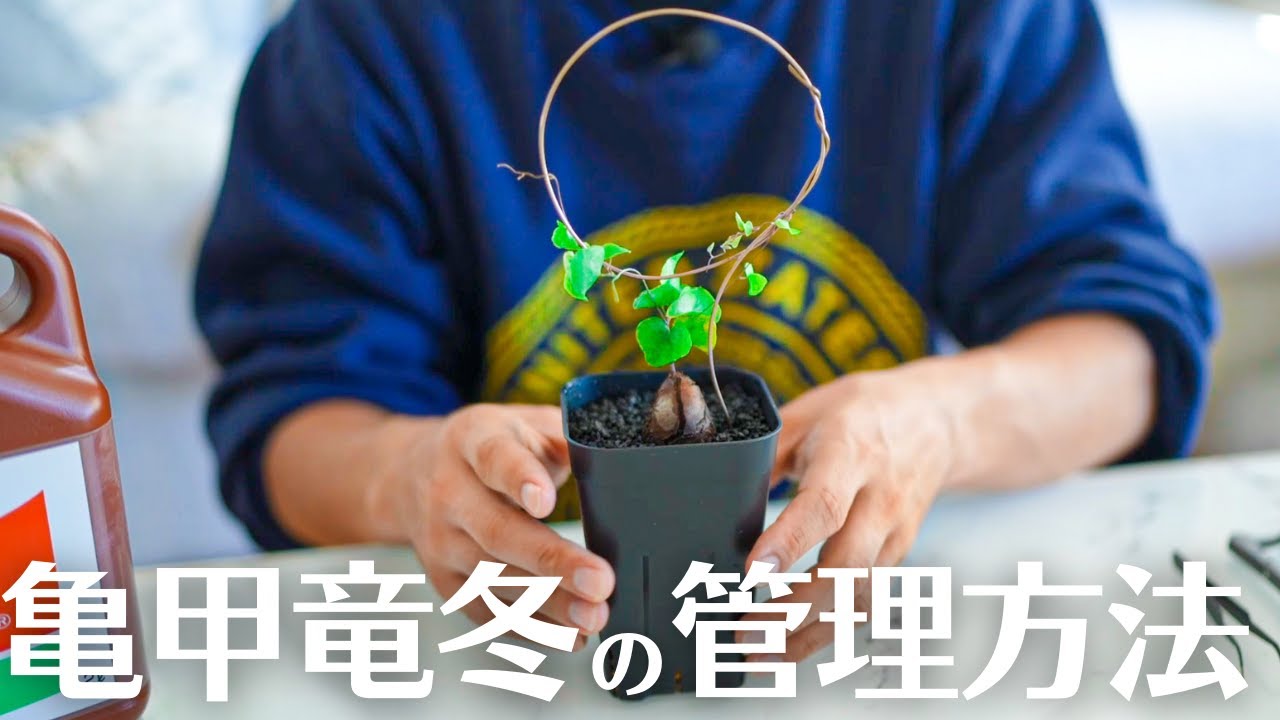 【完全版！真冬の亀甲竜の育て方】意外と知られていない冬の本当の管理。