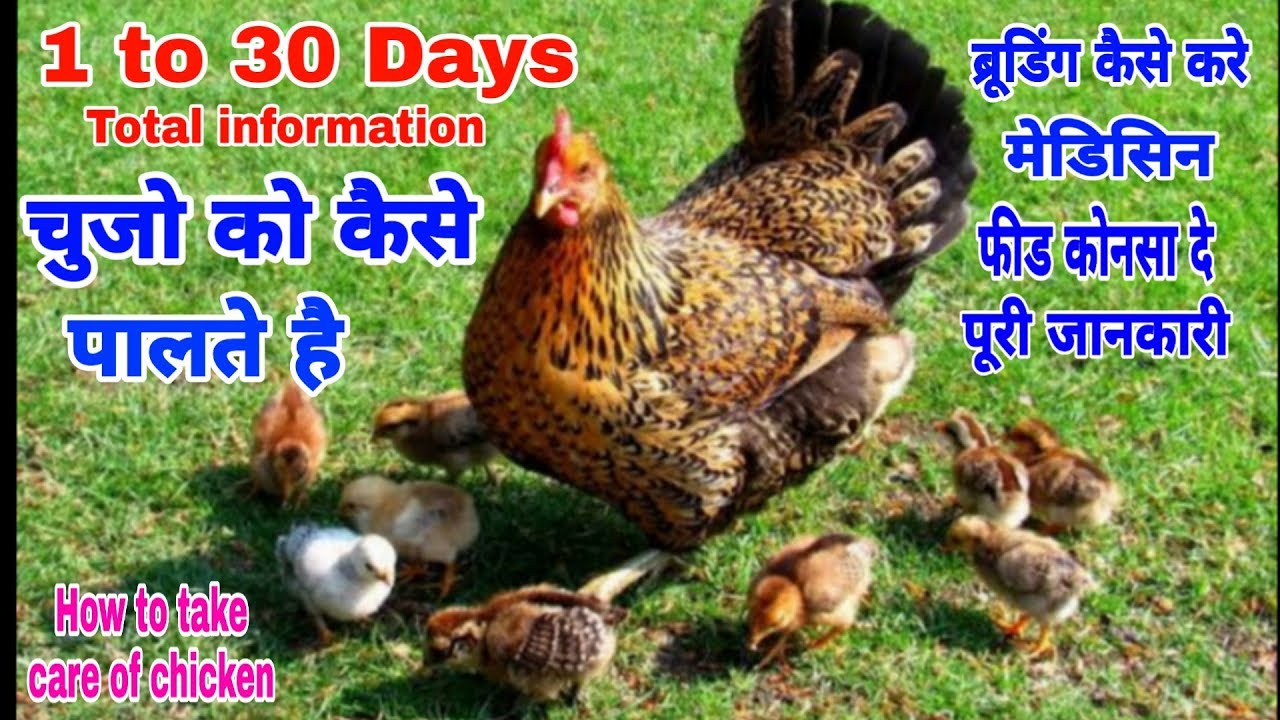 चुजो की देखभाल कैसे करे | How to take care of chicken