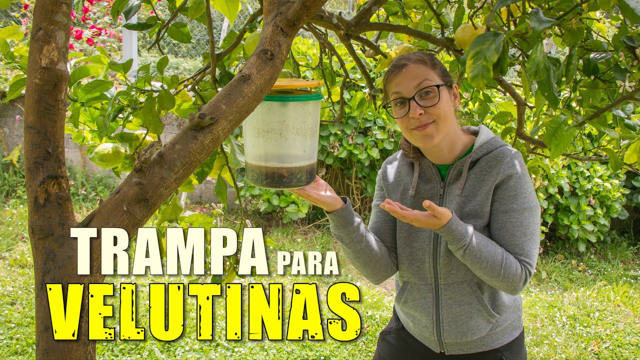 MEZCLA CASERA para Trampa | Avispas ASIÁTICAS VELUTINAS