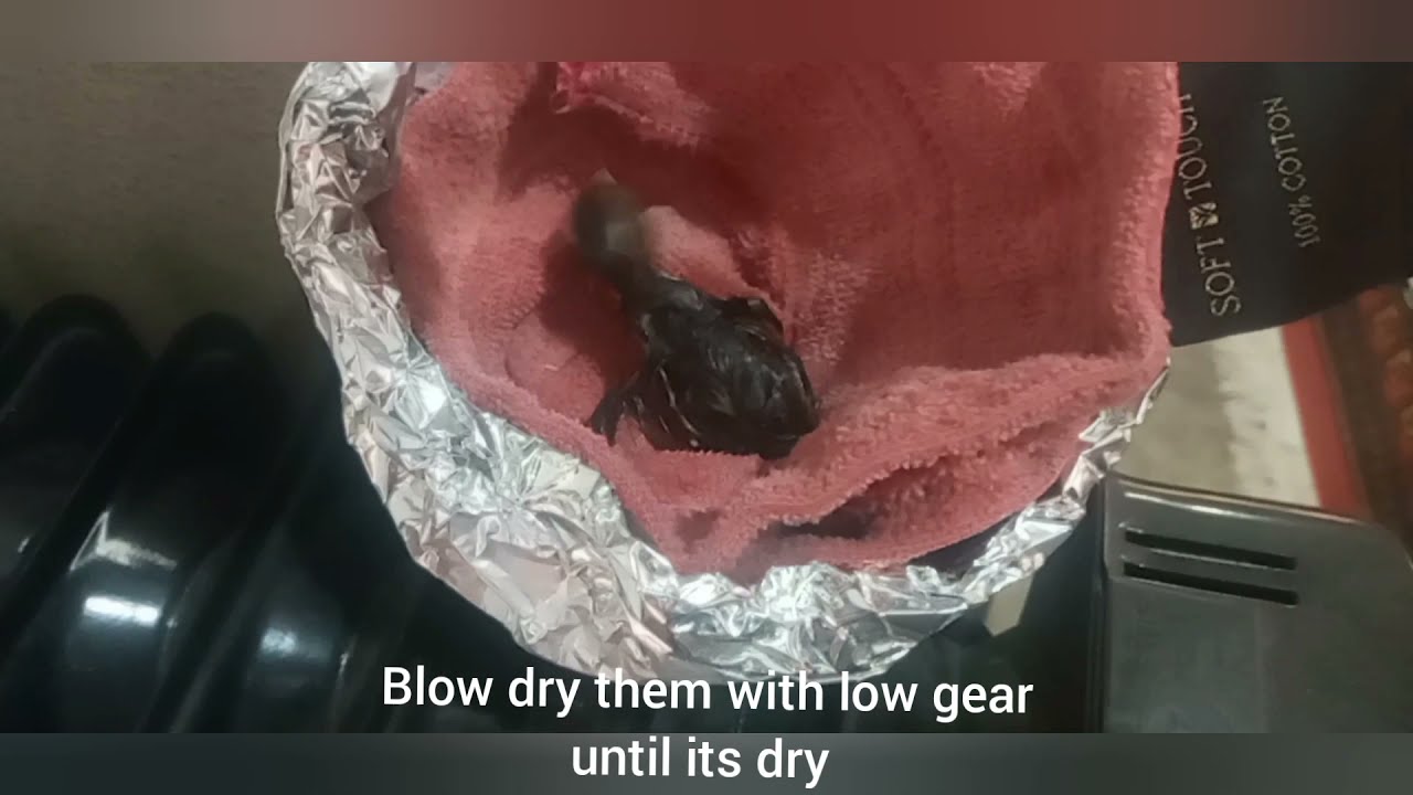 How to save a Drowned or wet baby Quail chicks