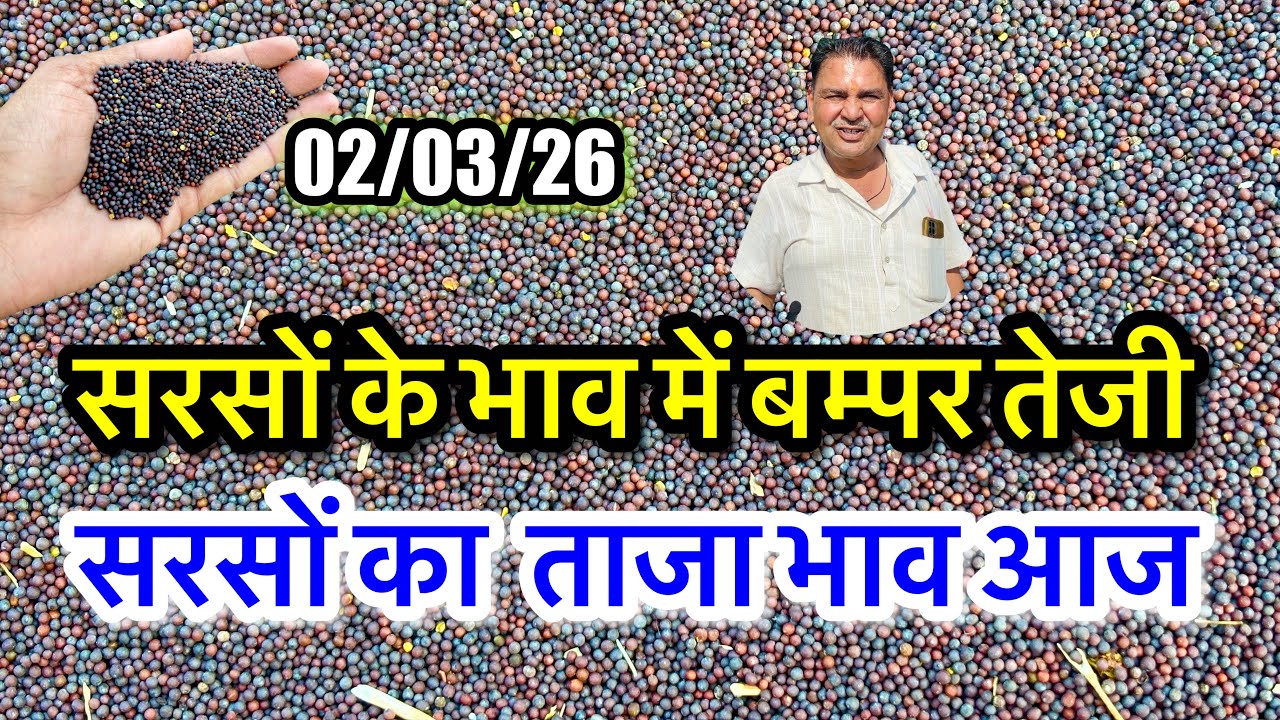 नई सरसों का ताजा भाव आज का अलवर मंडी! सरसों के भाव में आया जोरदार उछाल, #sarso_ka_bhav #viralvideo |