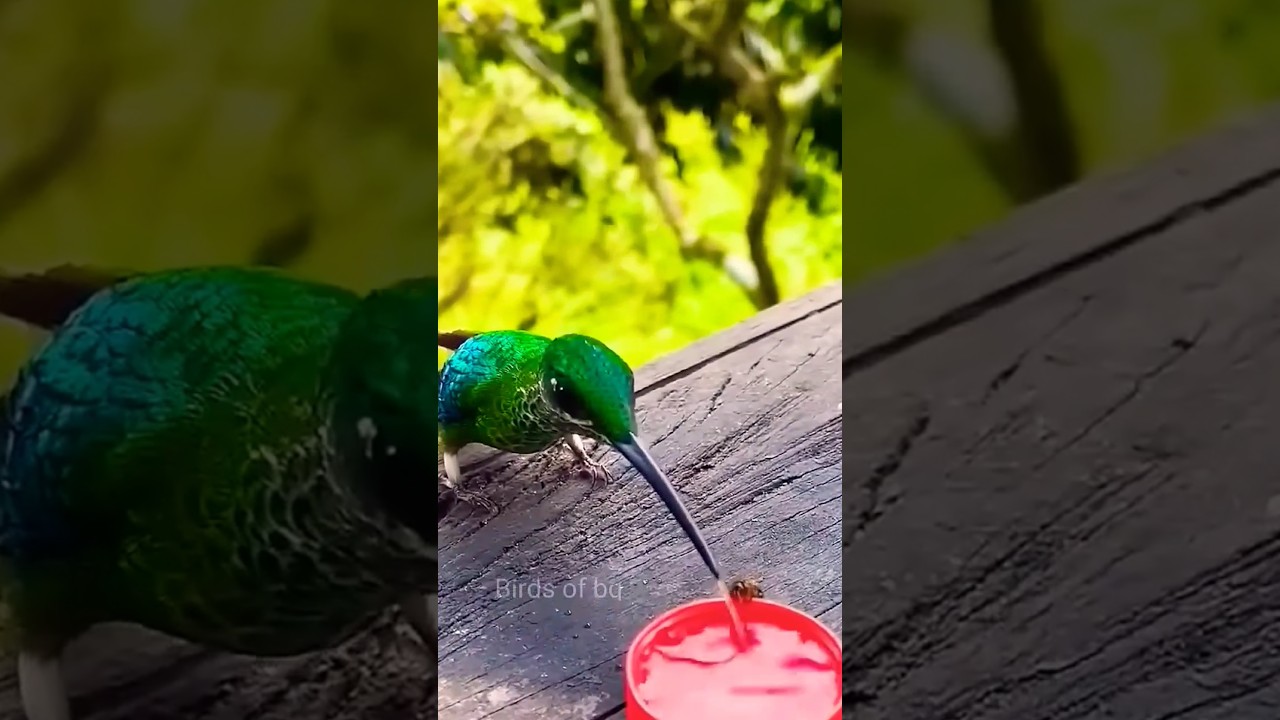 #birds