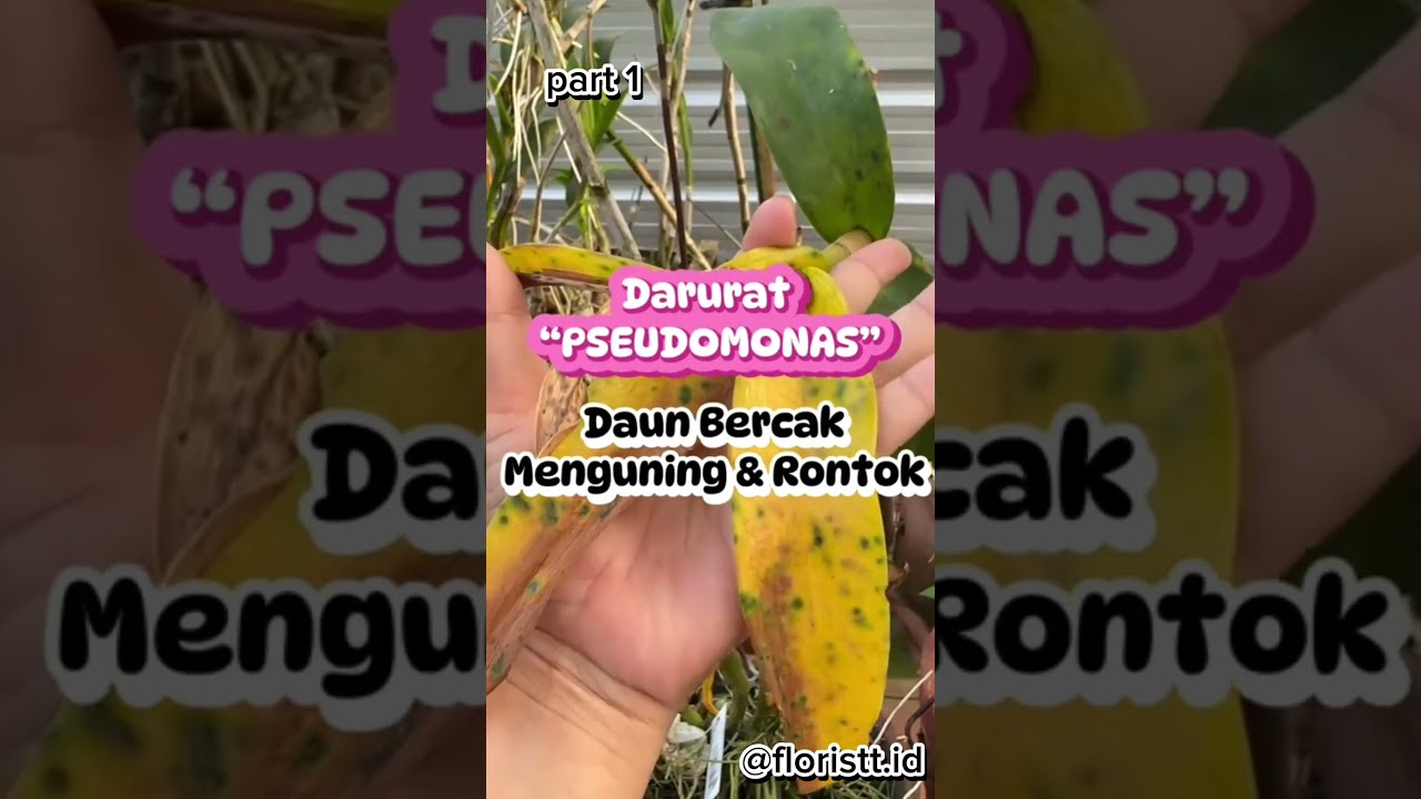 Daun Anggrek Menguning Dan Rontok Cara Mengatasinya 