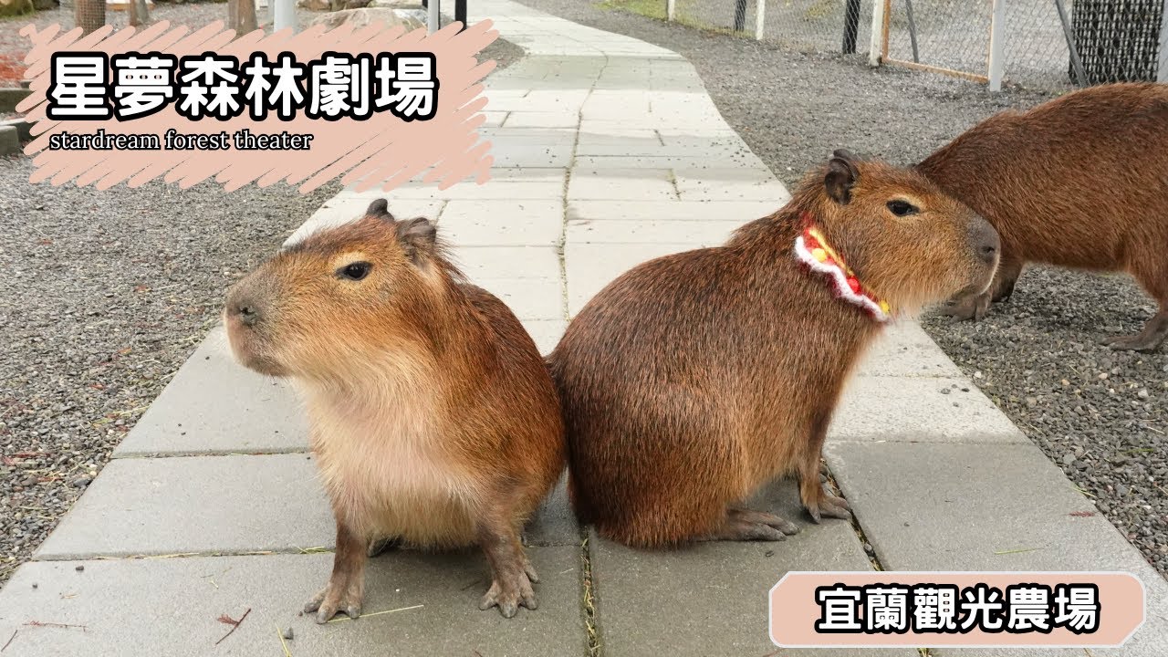 小小卡皮巴拉！狐獴梅花鹿熊貓羊😍位於宜蘭的觀光動物園區｜星夢森林劇場 宜蘭縣冬山鄉