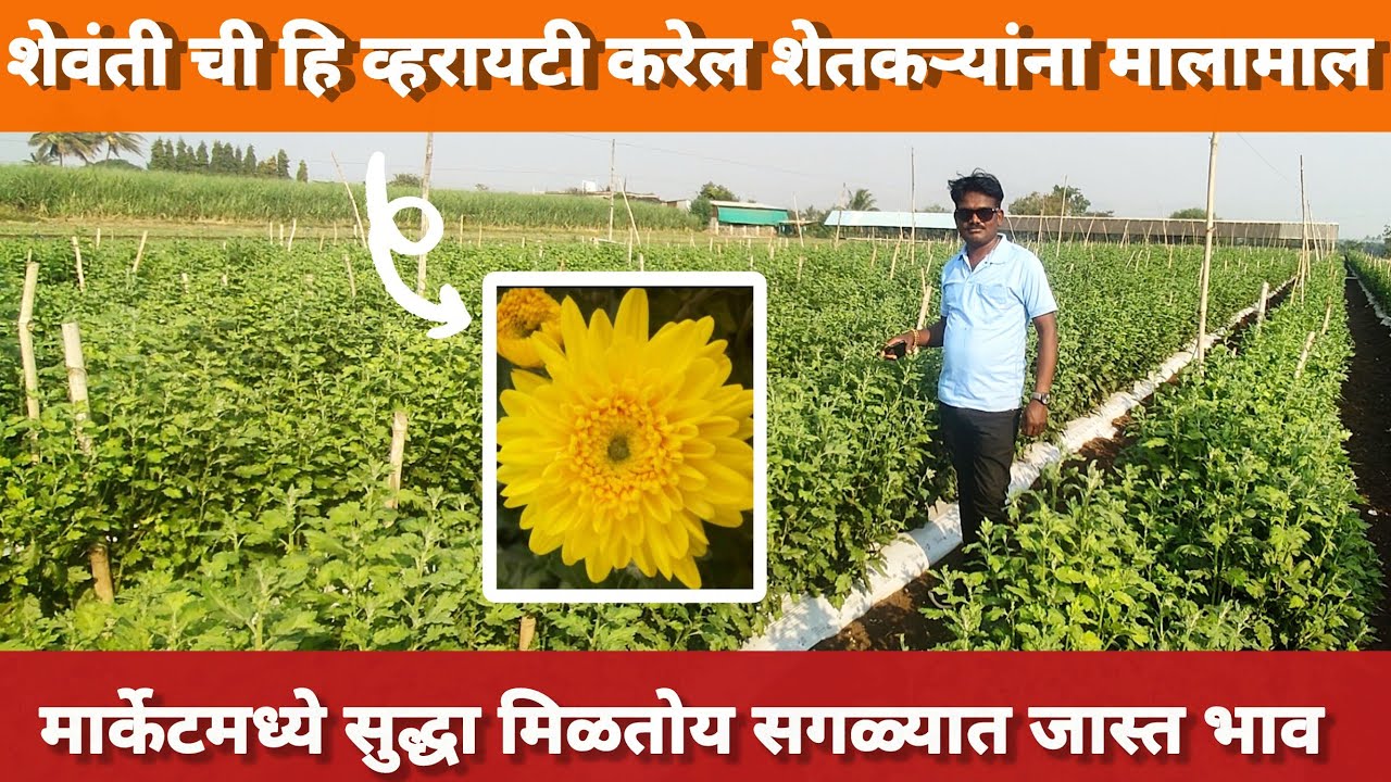शेवंतीची ही व्हरायटी करेल शेतकऱ्यांना मालामाल | शेवंती लागवड संपूर्ण माहिती |#farming #सेंद्रियशेती 