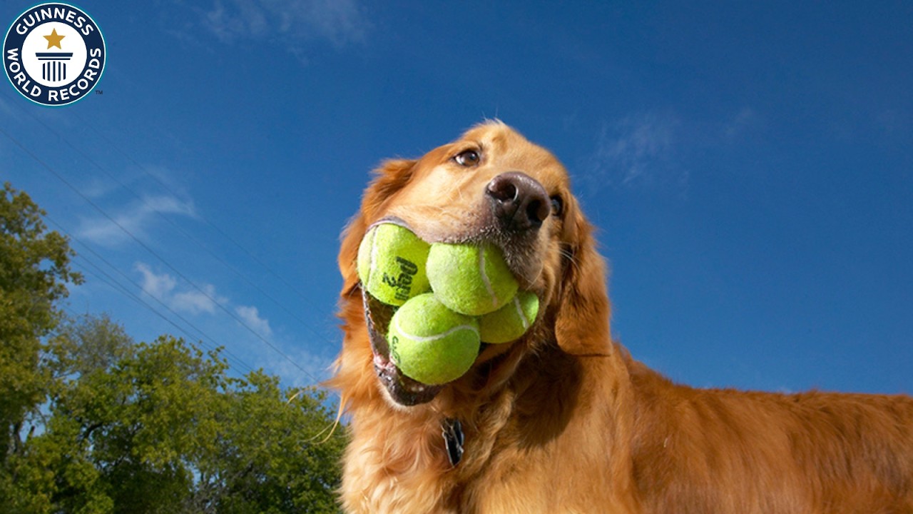 The Animal Kingdom's Most Remarkable World Records! Part 2 | Guinness World Records