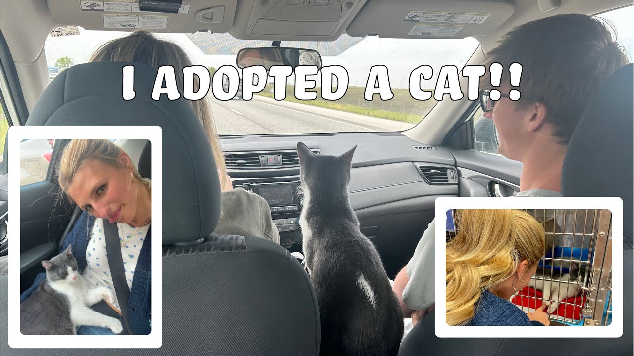 I ADOPTED A CAT