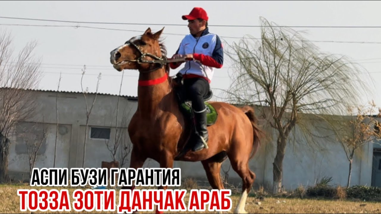 Аспи  бузи гарантия Араб зоти Данчак 19 февраля 2026 г.