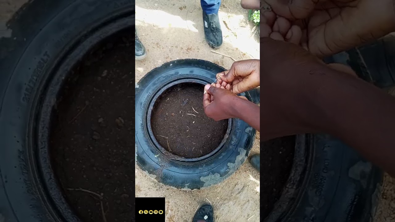 How to Plant Jute/Planting of Jute Seeds