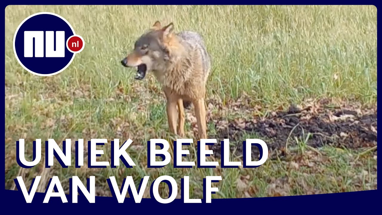 Unieke beelden van wolf op Sallandse Heuvelrug | NU.nl