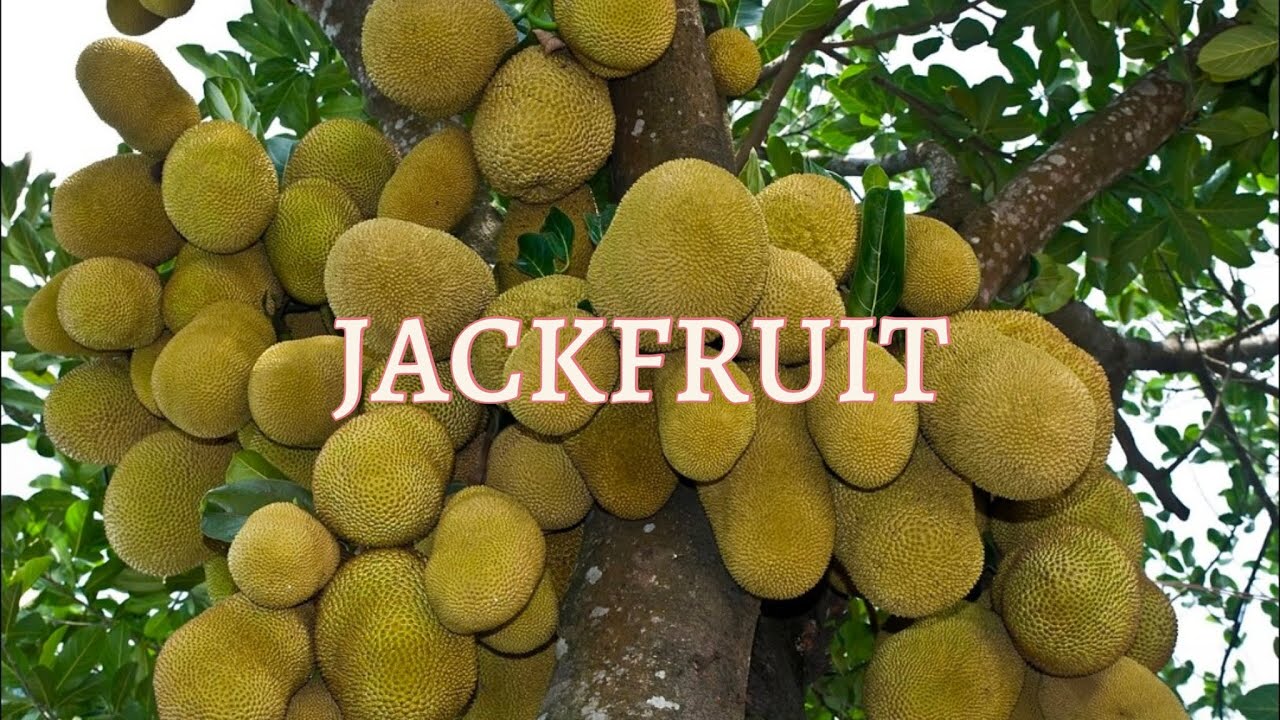 JACKFRUIT PLANT 