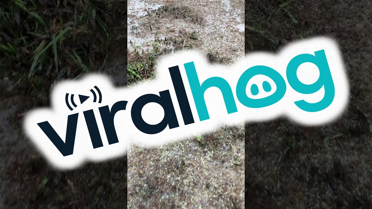 Thousands of Spiders Try to Escape Flooded Farm || ViralHog
