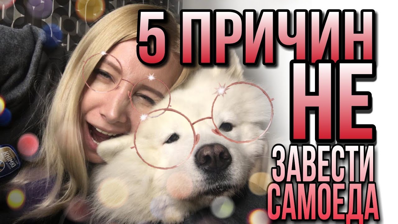 Пять причин не заводить самоедскую собаку