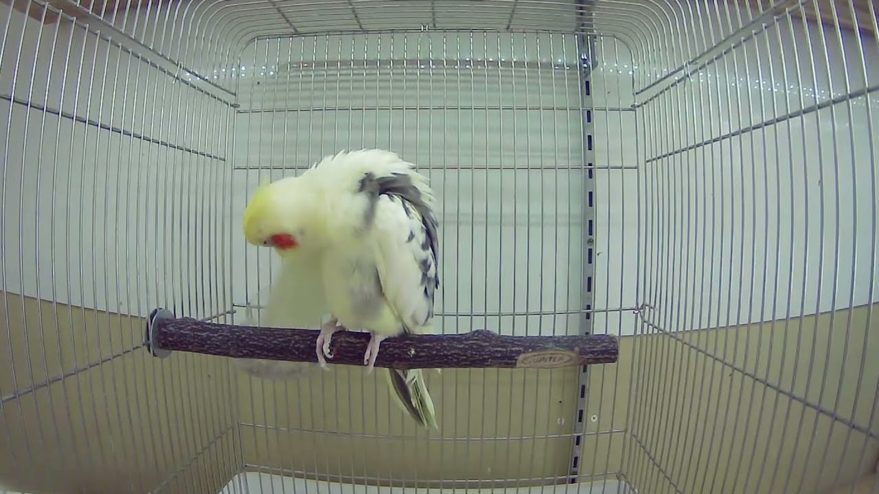 ペット向け動画　インコのお友達　オカメインコ編（お留守番用動画）