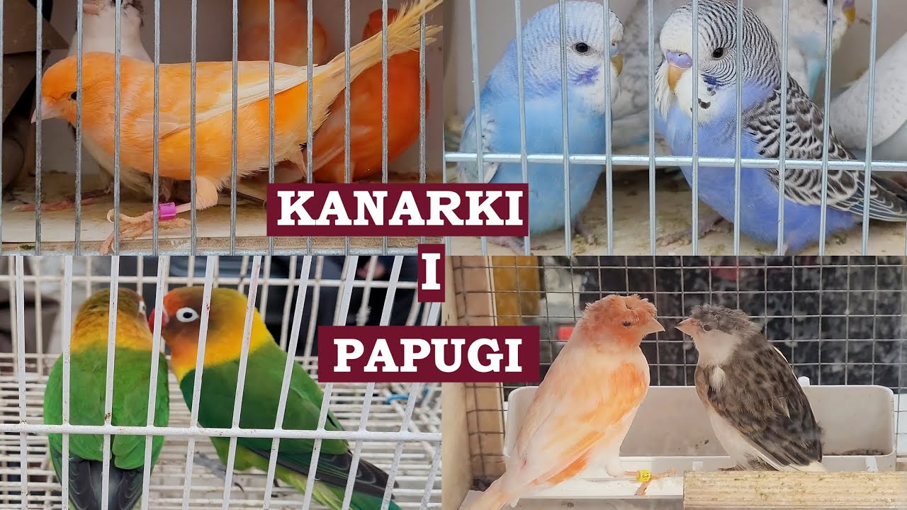 Kanarki i papugi (Parrots and Canaries) - giełda w Proszowicach