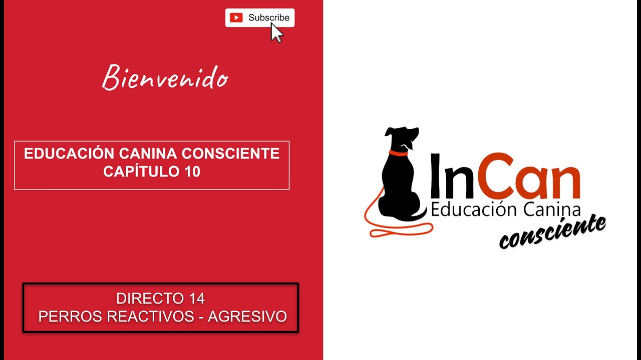 Perro reactivo agresivo. Educaci&oacute;n canina consciente